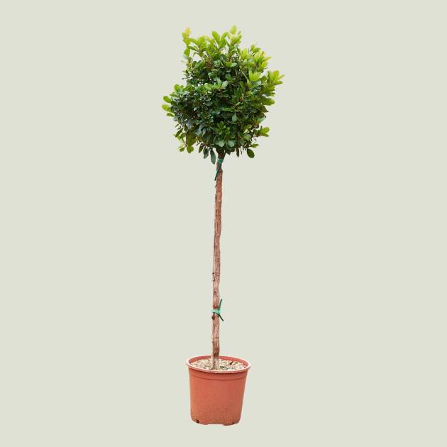 Arbutus unedo c-10lt copa
