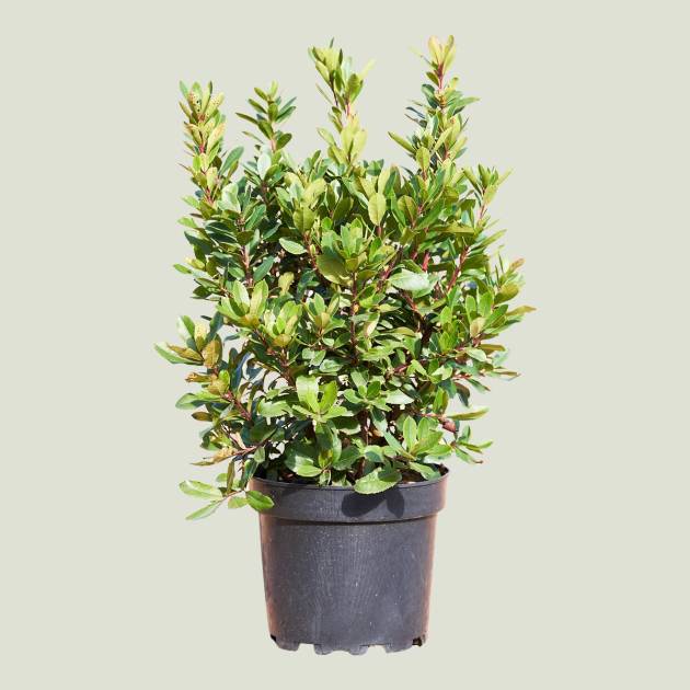 Arbutus unedo
