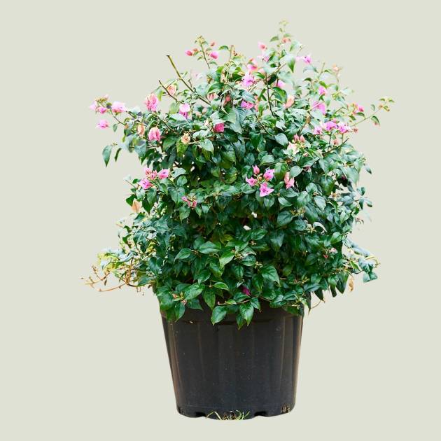 bouganvillea c-25lt