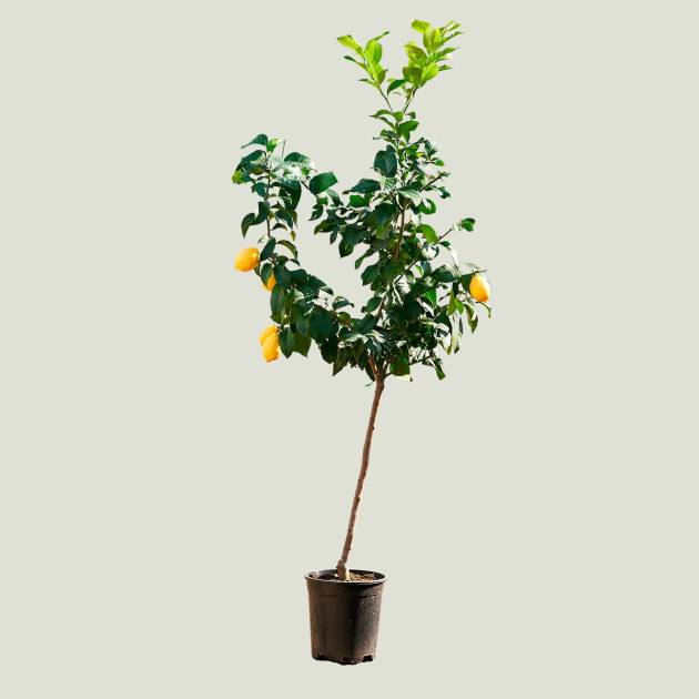 Citrus limon c-10lt fruit