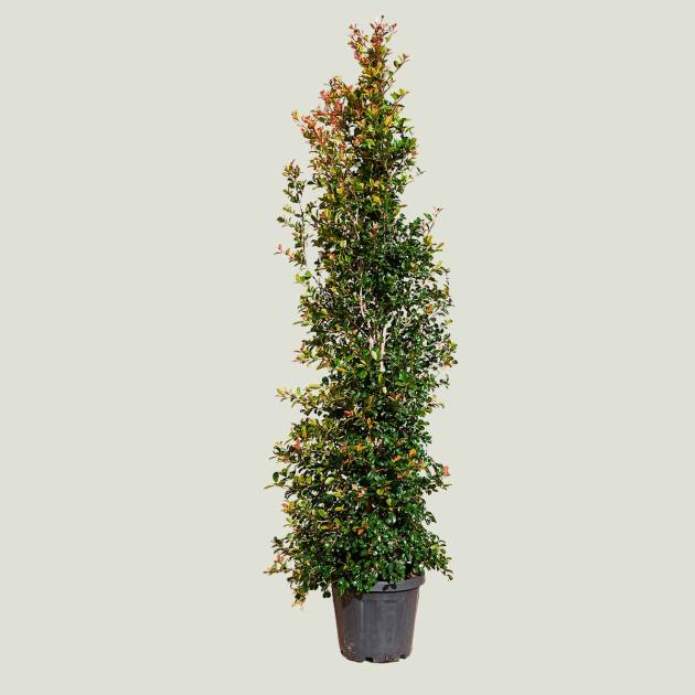 Eugenia myrtifolia c-30lt