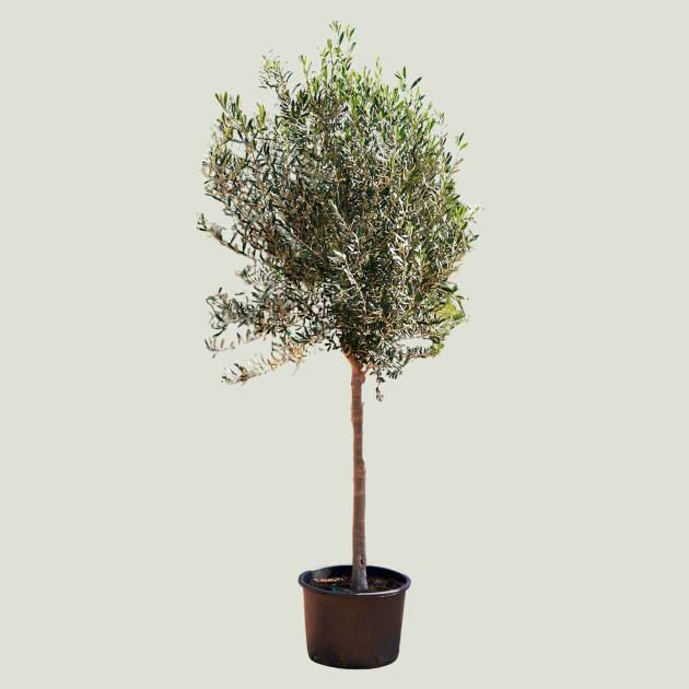 Olea europea c-40lt