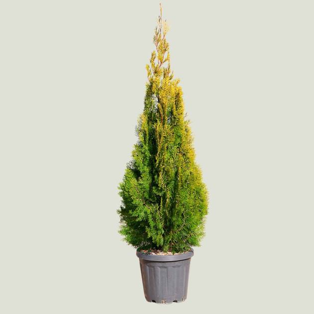 Thuja piramidalis aurea c-18lt