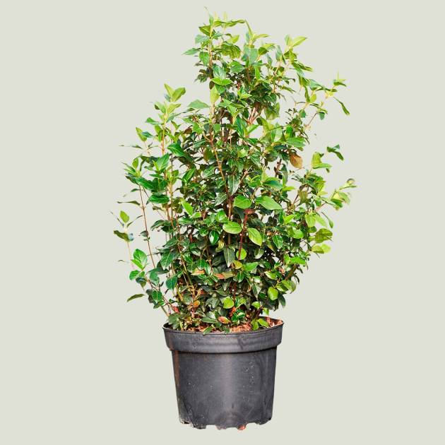 Viburnum tinus c-10lt
